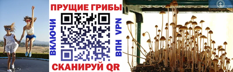 это клад  Славянск-на-Кубани  Галлюциногенные грибы Psilocybine cubensis  где найти  